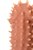 Насадка на фаллос с шипами Extreme Sleeve 007 S-size - 12,7 см, цвет телесный - Kokos